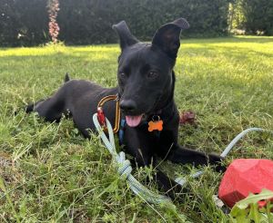 Animal Profile Mahina is a 10-month-old 27 lb spayed female Hawaii mixed breed joining us from Hawa
