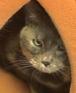 Jayden, Adult Female Domestic Short Hair
