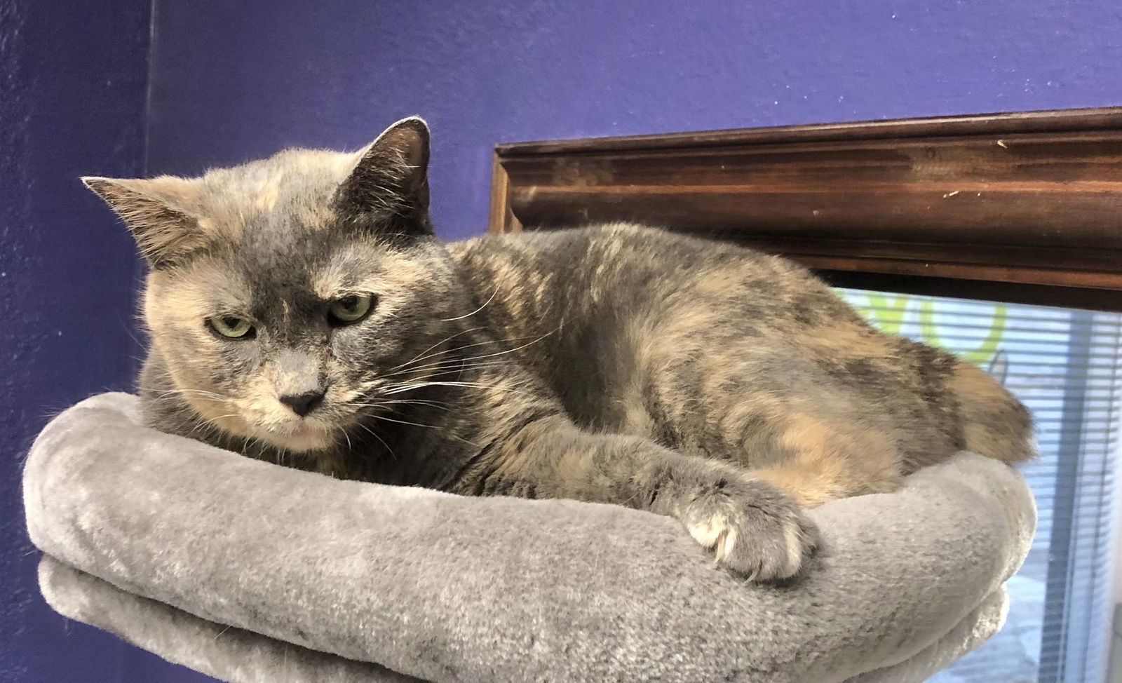 Jayden, an adoptable Domestic Short Hair, American Bobtail in Shawnee, KS, 66226 | Photo Image 2