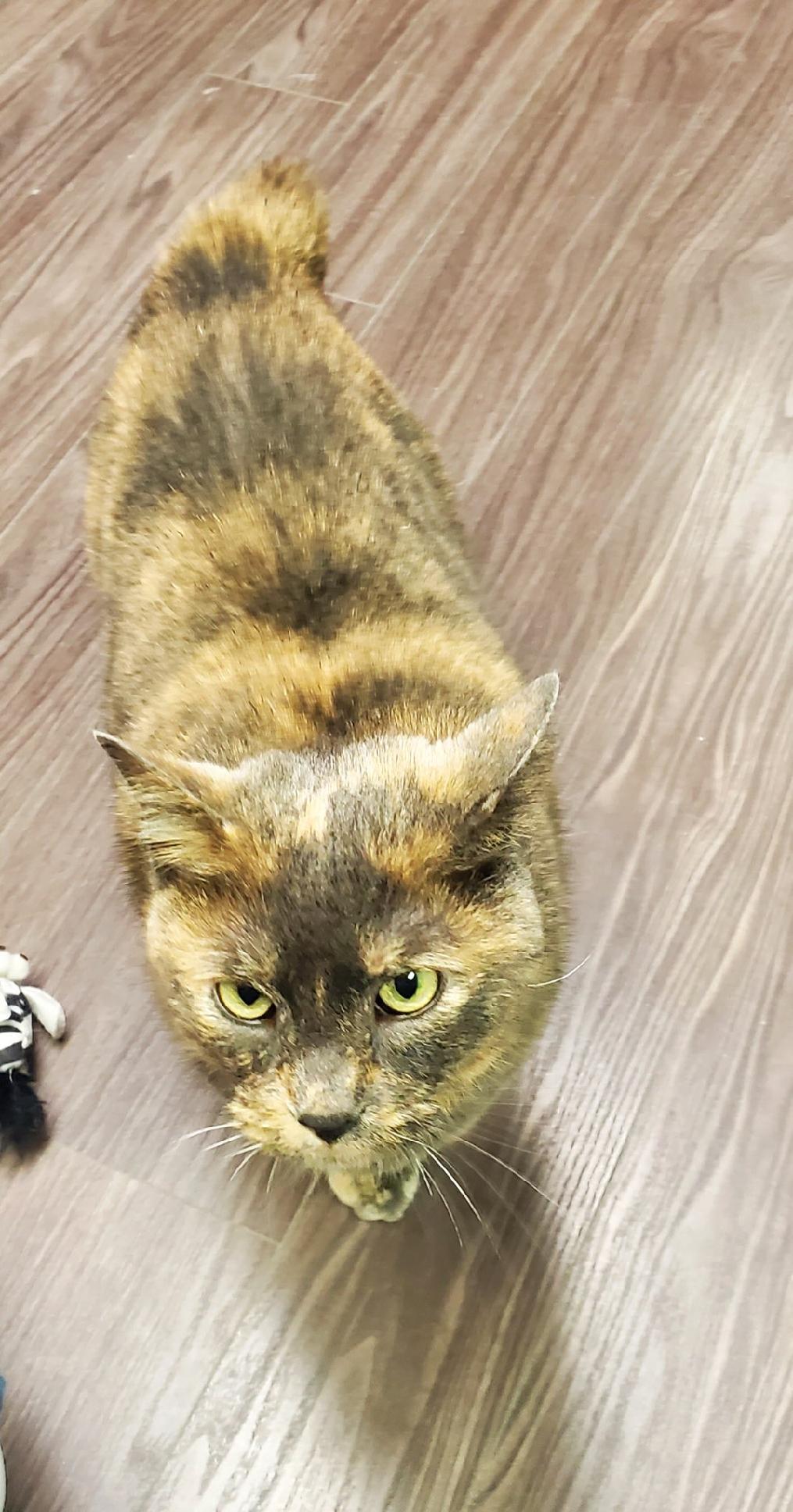 Jayden, an adoptable Domestic Short Hair, American Bobtail in Shawnee, KS, 66226 | Photo Image 3