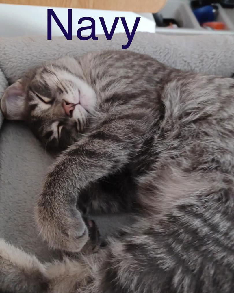 "Navy"