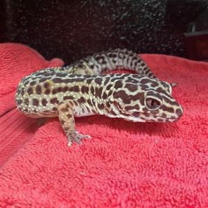 Hey my name is Mai Im a sweet little adult female leopard gecko looking for my forever family I 