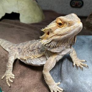 Howdy my name is Miso Im an adult female bearded dragon looking for my forever home Im a social