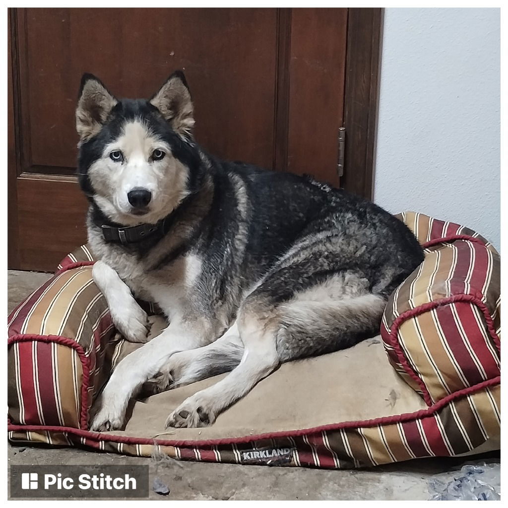 SAPPHIRE, an adoptable Siberian Husky in Battle Ground, WA, 98604 | Photo Image 1