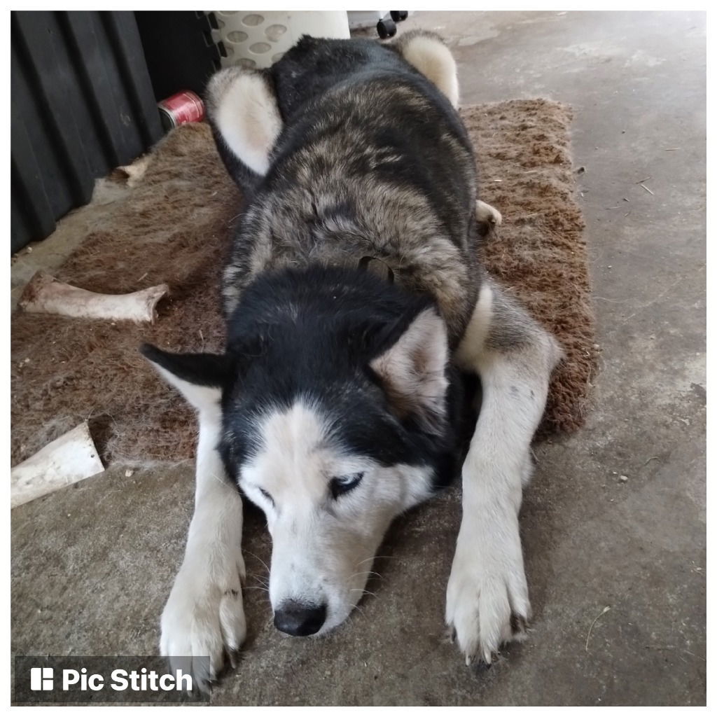 SAPPHIRE, an adoptable Siberian Husky in Battle Ground, WA, 98604 | Photo Image 2