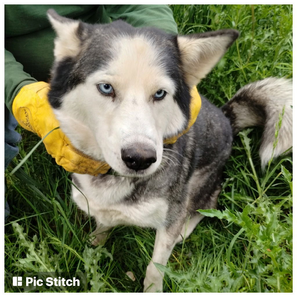 SAPPHIRE, an adoptable Siberian Husky in Battle Ground, WA, 98604 | Photo Image 3