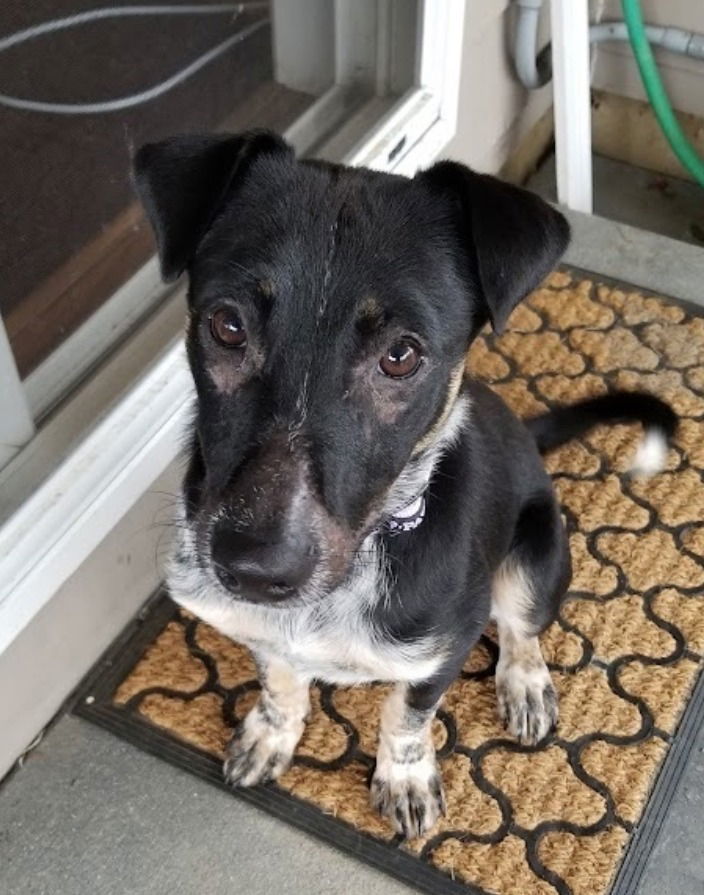 Mary Jane, an adoptable Australian Cattle Dog / Blue Heeler in Battle Ground, WA, 98604 | Photo Image 1