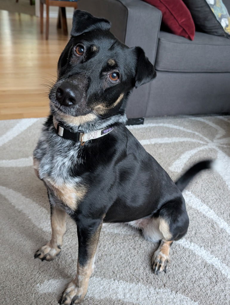 MJ, an adoptable Australian Cattle Dog / Blue Heeler in Battle Ground, WA, 98604 | Photo Image 1