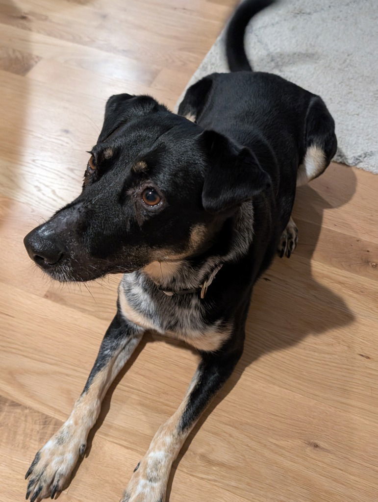 MJ, an adoptable Australian Cattle Dog / Blue Heeler in Battle Ground, WA, 98604 | Photo Image 2