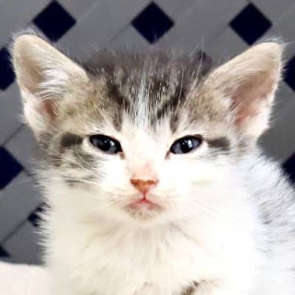 Blue, an adoptable Domestic Short Hair in Fort Davis, TX, 79734 | Photo Image 1