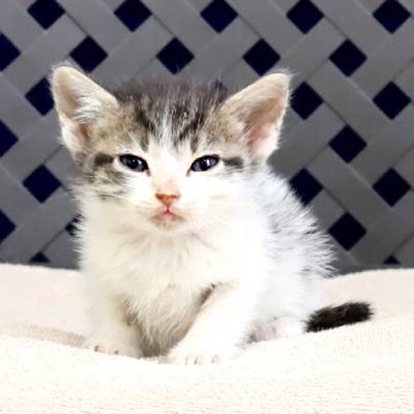 Blue, an adoptable Domestic Short Hair in Fort Davis, TX, 79734 | Photo Image 2