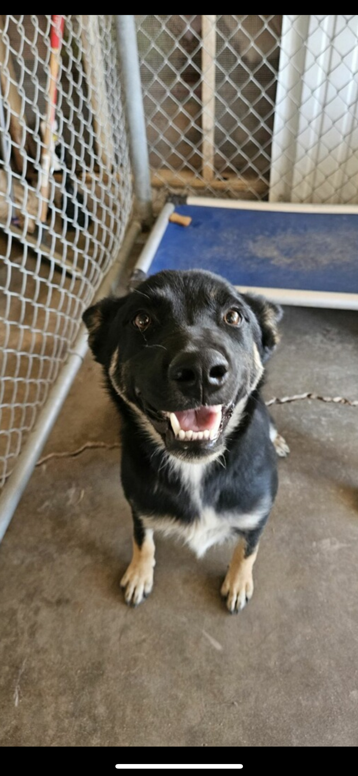 Fred, an adoptable Shepherd in El Centro, CA, 92243 | Photo Image 1