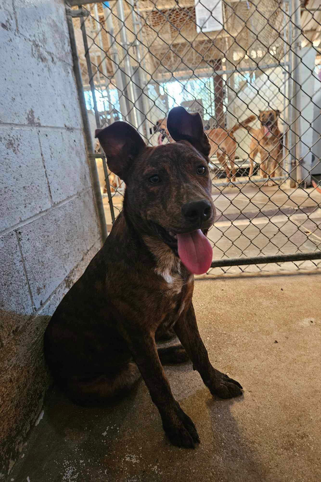 Samson, an adoptable Pit Bull Terrier in El Centro, CA, 92243 | Photo Image 1