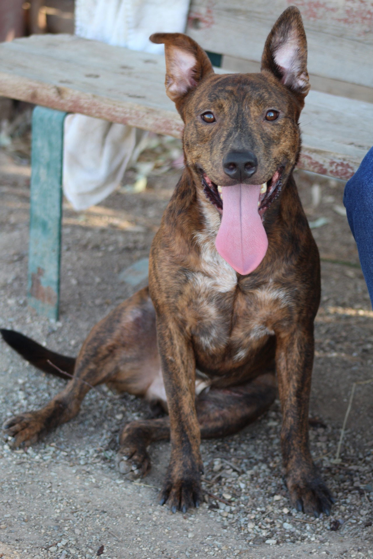 Samson, an adoptable Pit Bull Terrier in El Centro, CA, 92243 | Photo Image 1