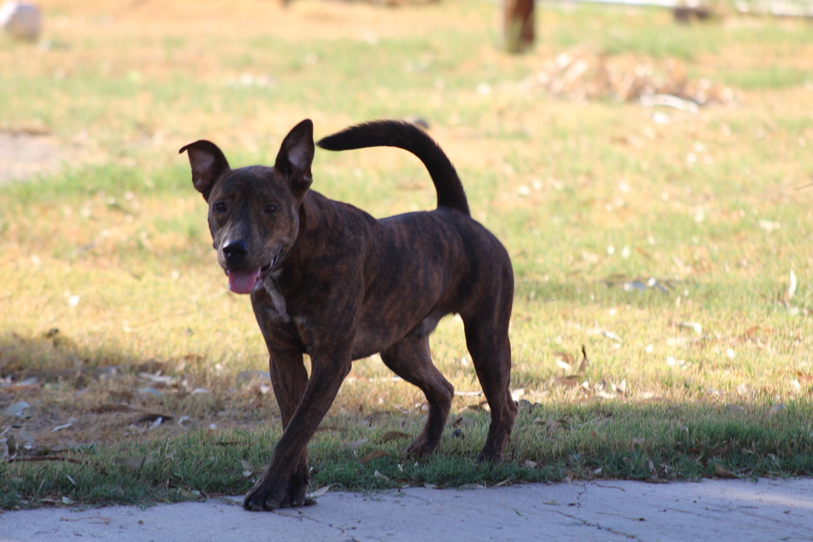 Samson, an adoptable Pit Bull Terrier in El Centro, CA, 92243 | Photo Image 2