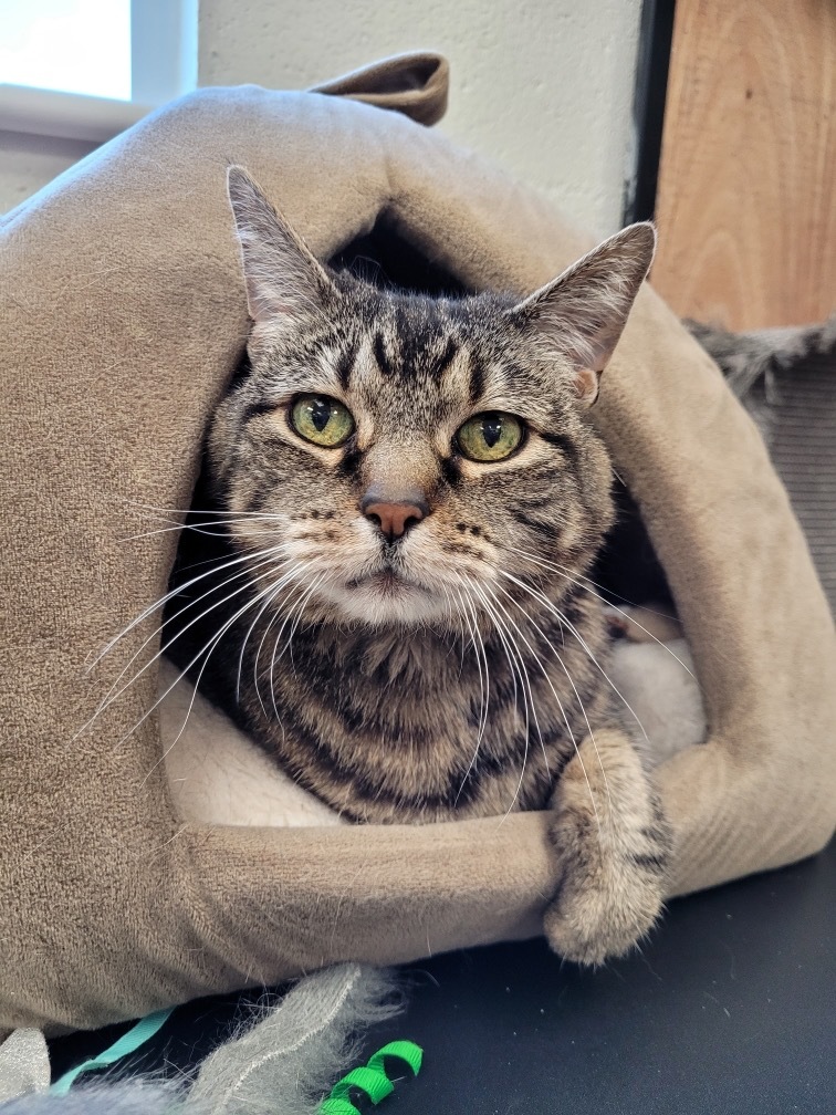 Kiara, an adoptable Domestic Short Hair in Logan, UT, 84323 | Photo Image 1