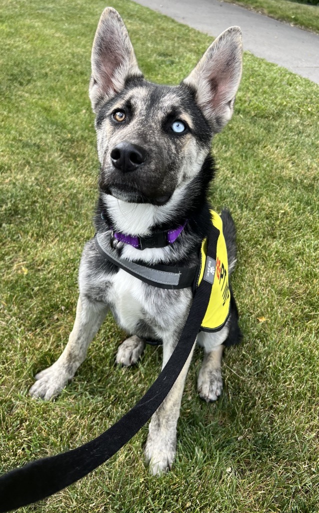 Ice (Cosmo), an adoptable Akita, Shepherd in Logan, UT, 84323 | Photo Image 1