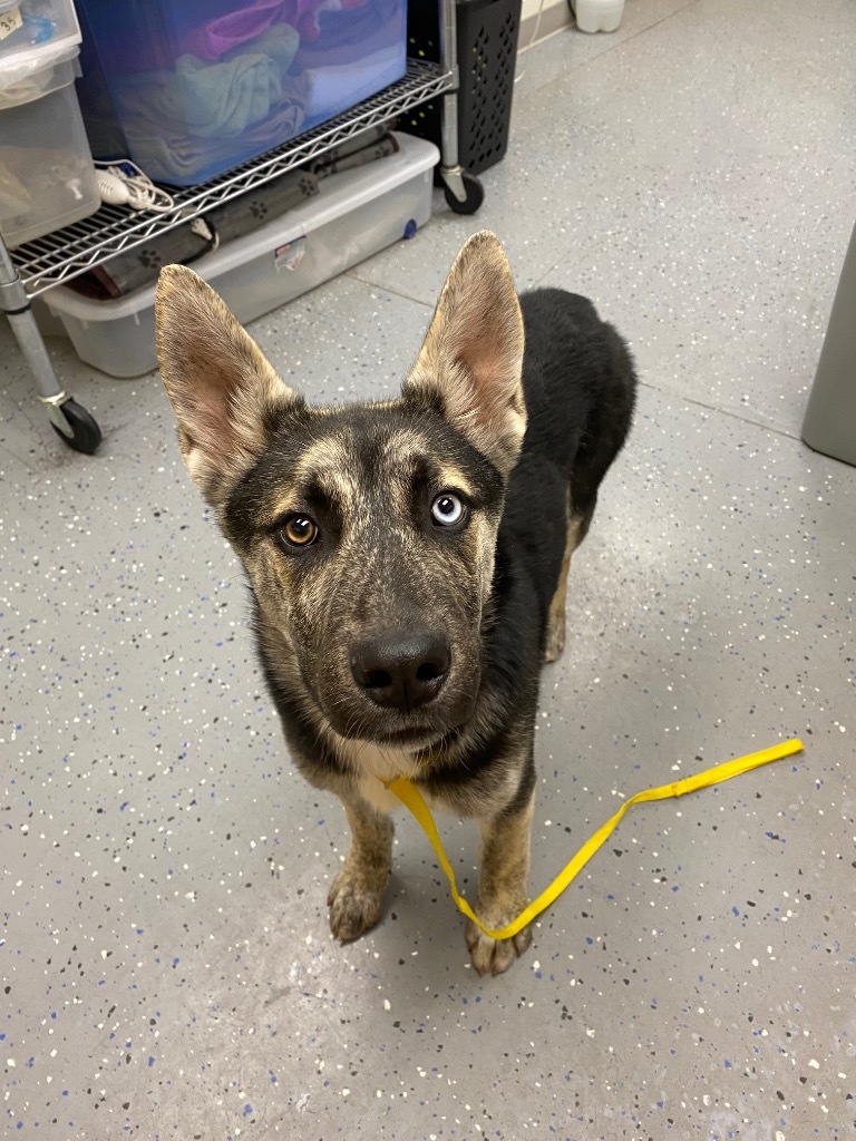 Ice (Cosmo), an adoptable Akita, Shepherd in Logan, UT, 84323 | Photo Image 2