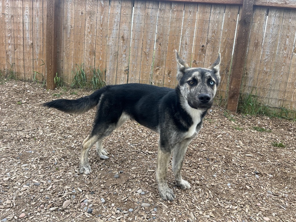 Ice (Cosmo), an adoptable Akita, Shepherd in Logan, UT, 84323 | Photo Image 3