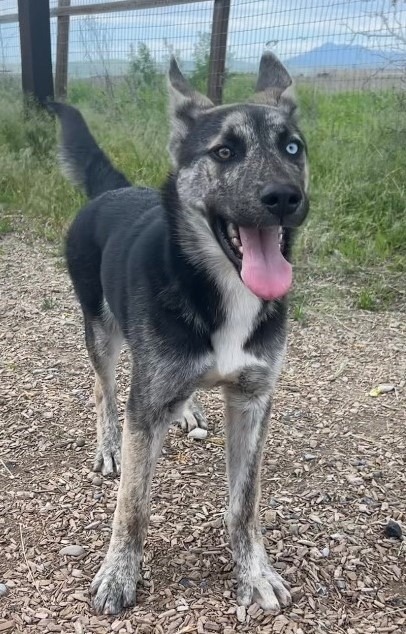 Ice (Cosmo), an adoptable Akita, Shepherd in Logan, UT, 84323 | Photo Image 4