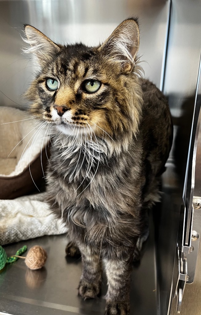 Frank, an adoptable Domestic Medium Hair, Maine Coon in Logan, UT, 84323 | Photo Image 1
