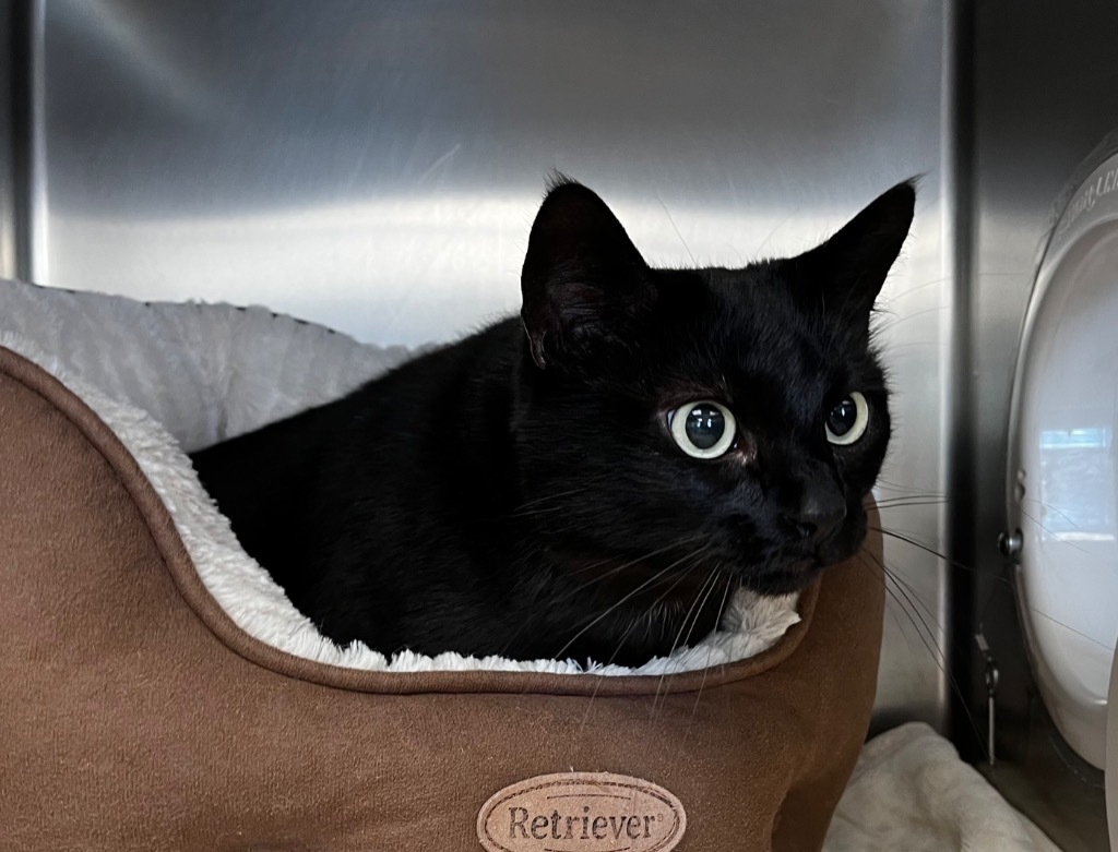 Asparagus, an adoptable Domestic Short Hair in Logan, UT, 84323 | Photo Image 1
