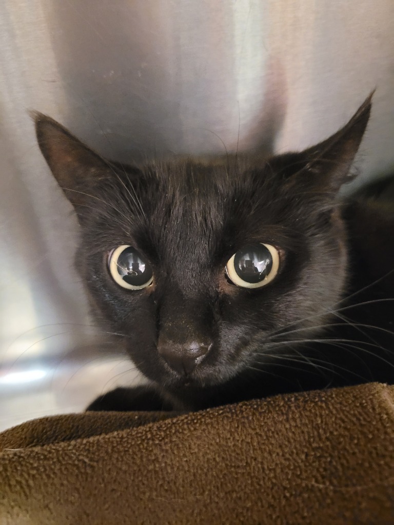 Asparagus, an adoptable Domestic Short Hair in Logan, UT, 84323 | Photo Image 2