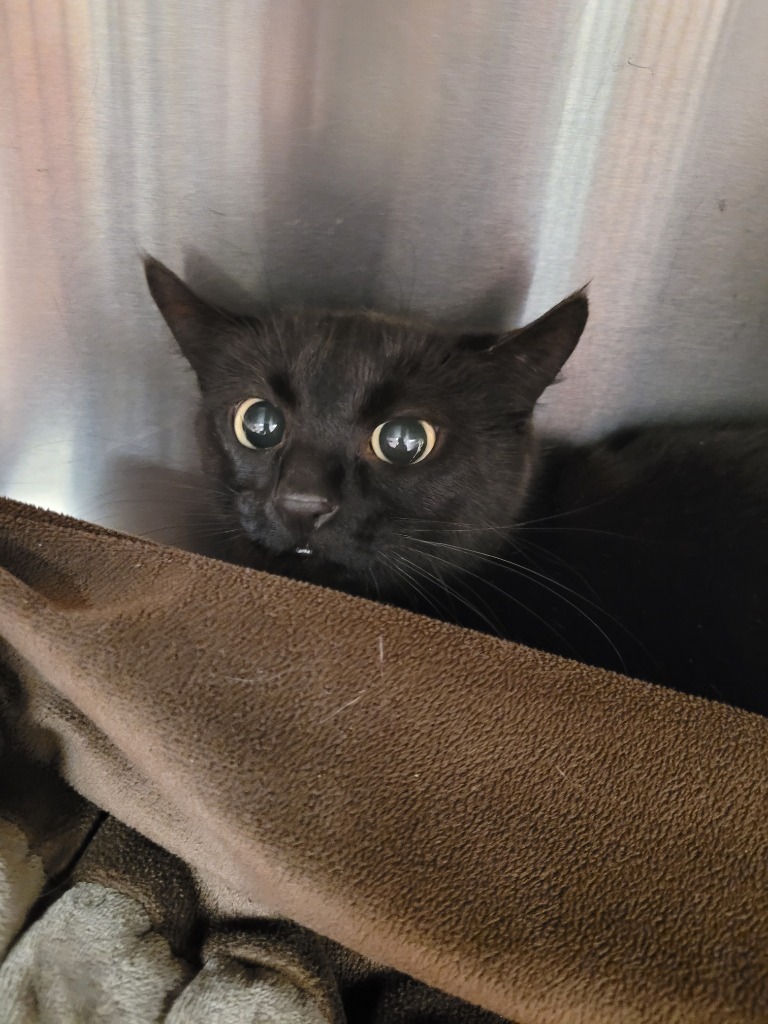 Asparagus, an adoptable Domestic Short Hair in Logan, UT, 84323 | Photo Image 3