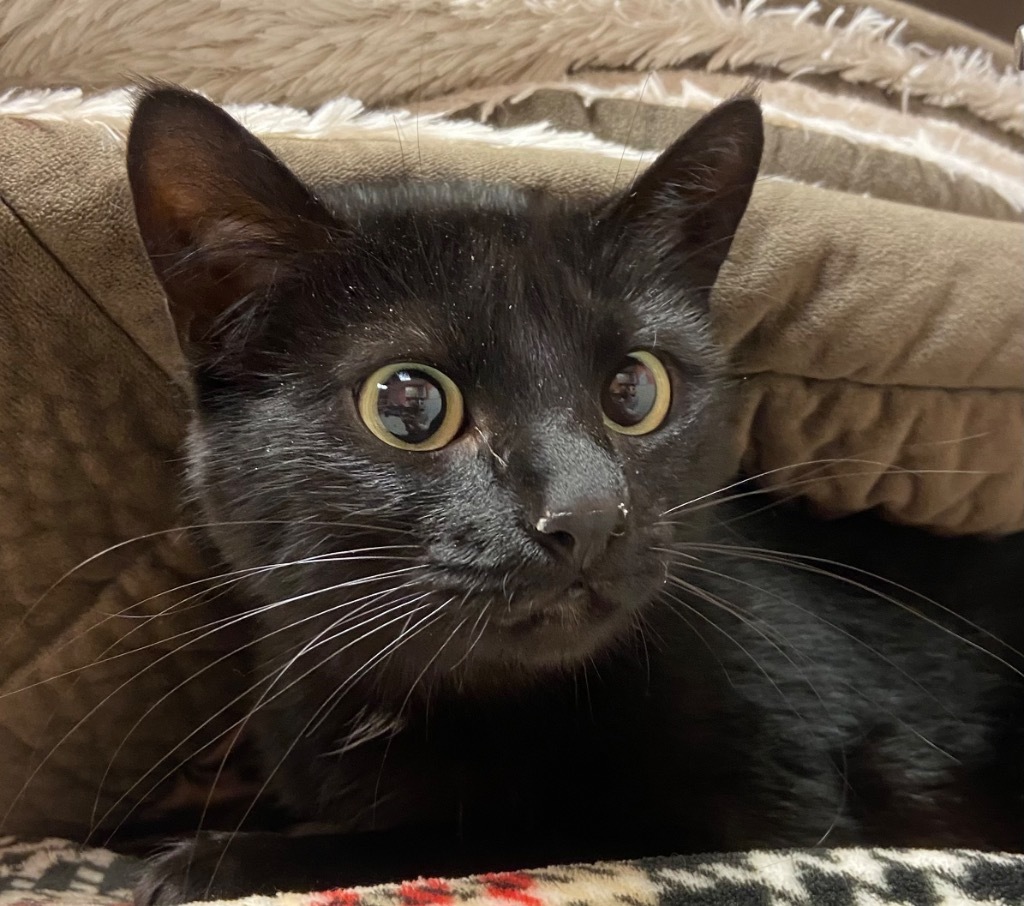 Asparagus, an adoptable Domestic Short Hair in Logan, UT, 84323 | Photo Image 4