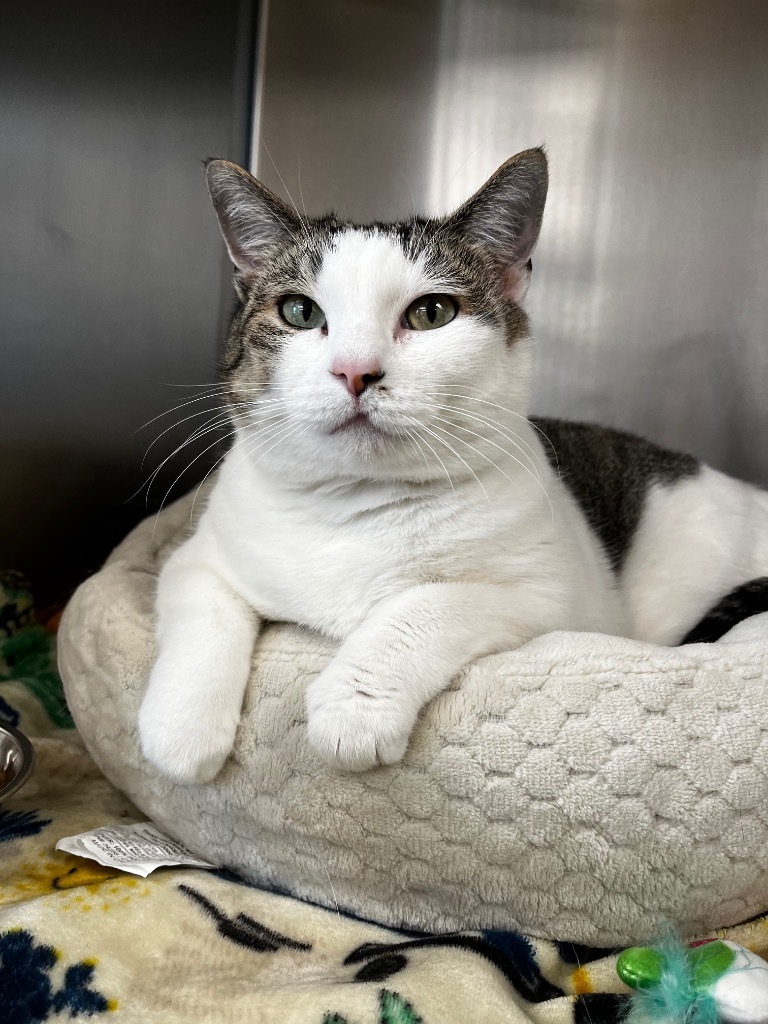 Aspen, an adoptable Domestic Short Hair in Logan, UT, 84323 | Photo Image 1