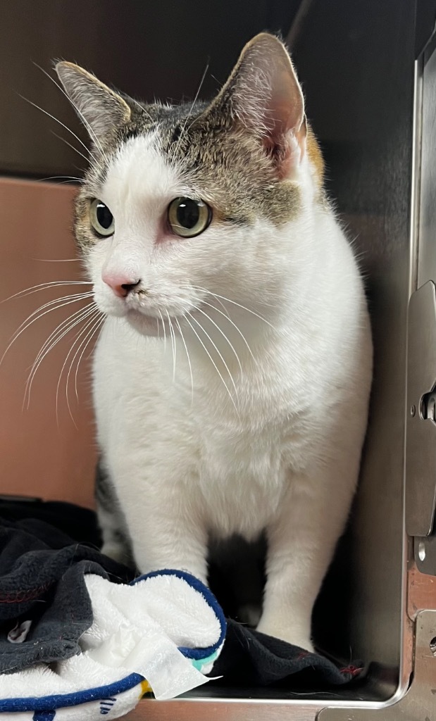 Aspen, an adoptable Domestic Short Hair in Logan, UT, 84323 | Photo Image 2