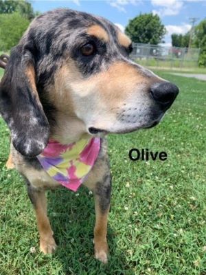 Olive was found running in the Lodwick Drive area of Blount County She is a sweet speckled black wh