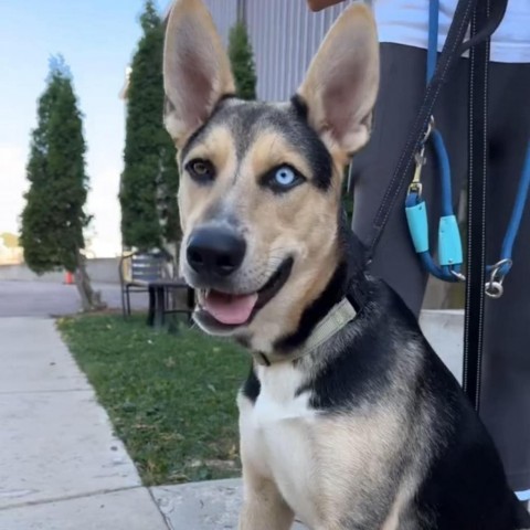 Ferb, an adoptable Shepherd in Sioux Falls, SD, 57106 | Photo Image 1