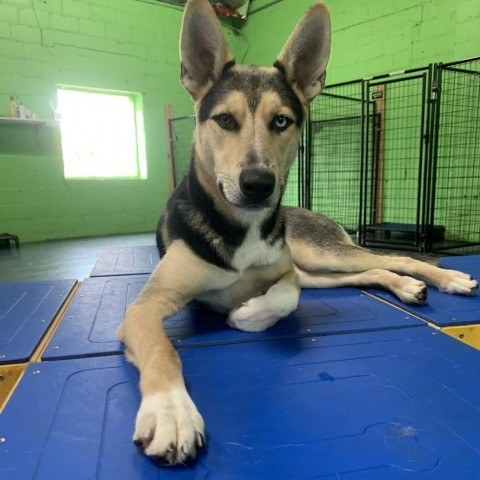 Ferb, an adoptable Shepherd in Sioux Falls, SD, 57106 | Photo Image 1