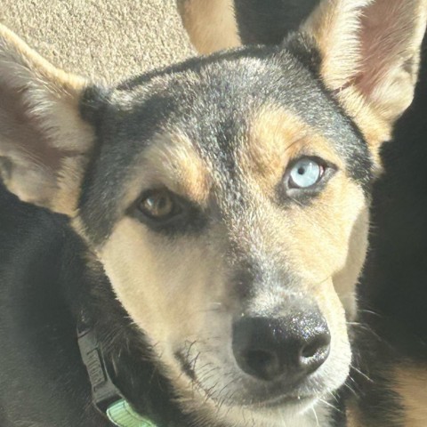 Ferb, an adoptable Shepherd in Sioux Falls, SD, 57106 | Photo Image 2