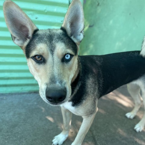 Ferb, an adoptable Shepherd in Sioux Falls, SD, 57106 | Photo Image 2