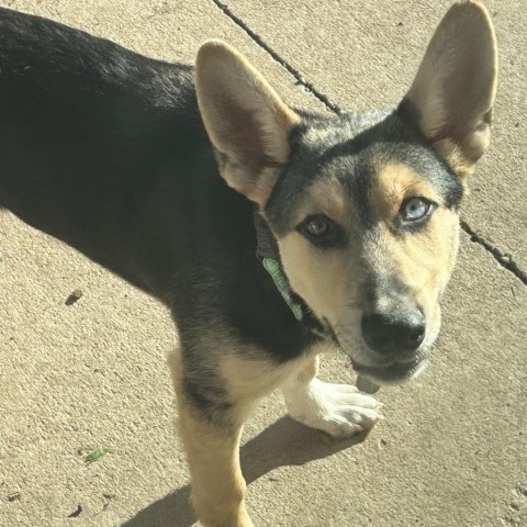 Ferb, an adoptable Shepherd in Sioux Falls, SD, 57106 | Photo Image 3