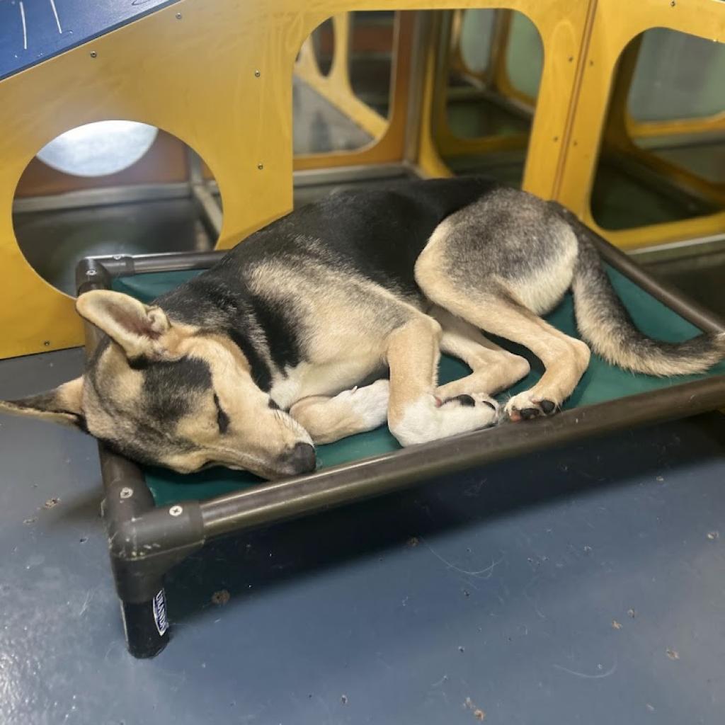 Ferb, an adoptable Shepherd in Sioux Falls, SD, 57106 | Photo Image 3