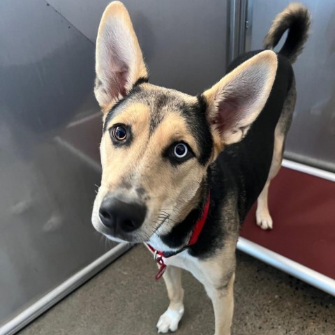 Ferb, an adoptable Shepherd in Sioux Falls, SD, 57106 | Photo Image 4