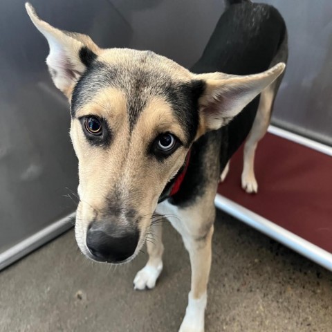 Ferb, an adoptable Shepherd in Sioux Falls, SD, 57106 | Photo Image 5