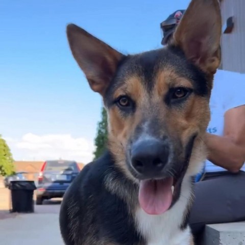 Phineaus, an adoptable Shepherd in Sioux Falls, SD, 57106 | Photo Image 1