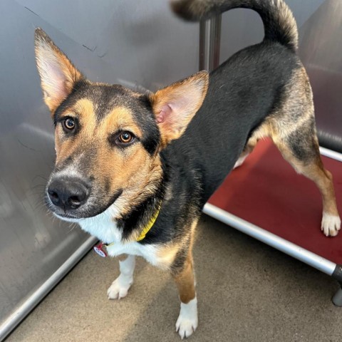 Phineaus, an adoptable Shepherd in Sioux Falls, SD, 57106 | Photo Image 1