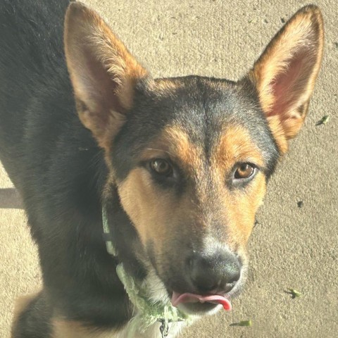 Phineaus, an adoptable Shepherd in Sioux Falls, SD, 57106 | Photo Image 2