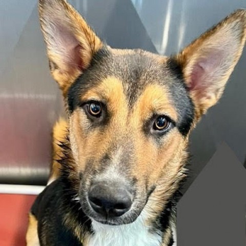 Phineaus, an adoptable Shepherd in Sioux Falls, SD, 57106 | Photo Image 2