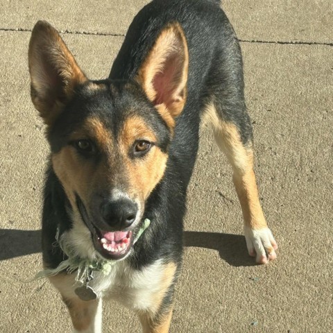 Phineaus, an adoptable Shepherd in Sioux Falls, SD, 57106 | Photo Image 3