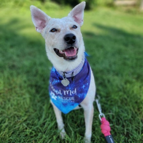 Biscotti, an adoptable Cattle Dog in Sioux Falls, SD, 57106 | Photo Image 1