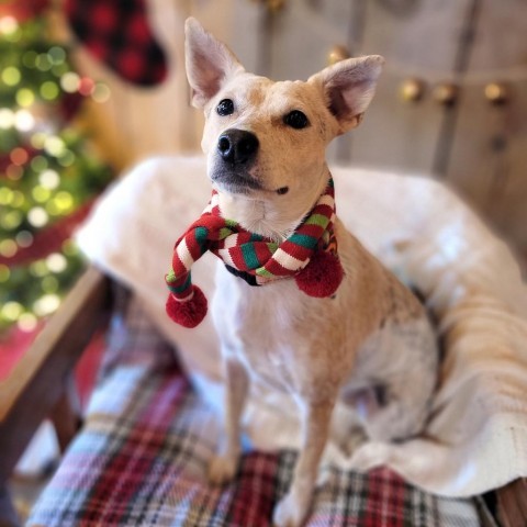 Biscotti, an adoptable Cattle Dog in Sioux Falls, SD, 57106 | Photo Image 1