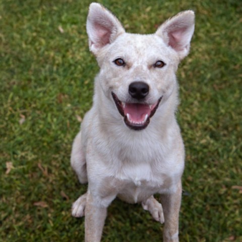 Biscotti, an adoptable Cattle Dog in Sioux Falls, SD, 57106 | Photo Image 2