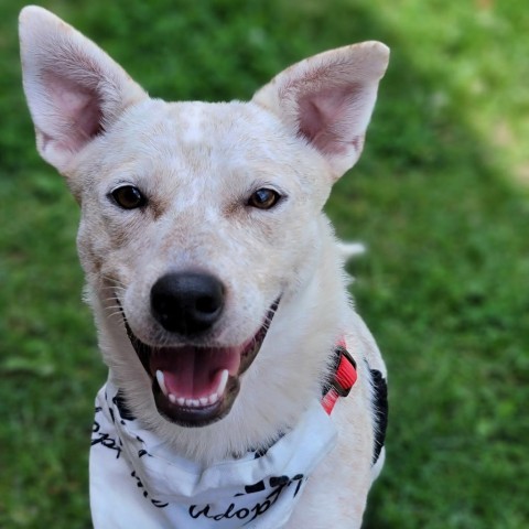 Biscotti, an adoptable Cattle Dog in Sioux Falls, SD, 57106 | Photo Image 2