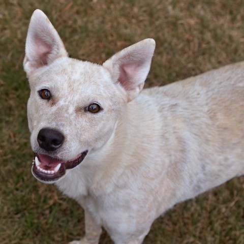 Biscotti, an adoptable Cattle Dog in Sioux Falls, SD, 57106 | Photo Image 3